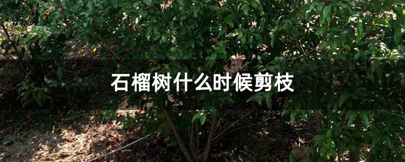 石榴树什么时候剪枝