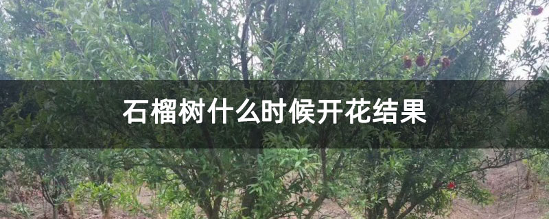 石榴树什么时候开花结果