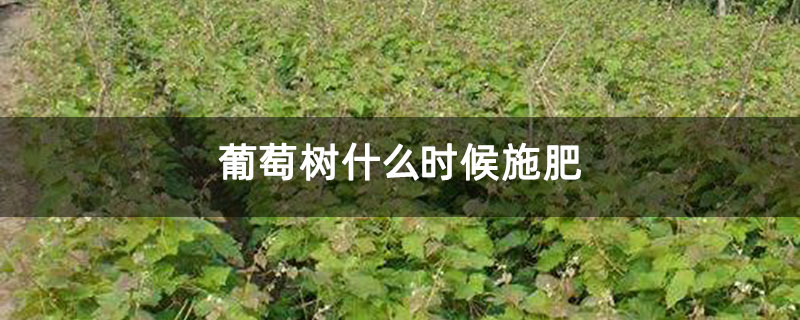 葡萄树什么时候施肥 葡萄树什么时候施肥