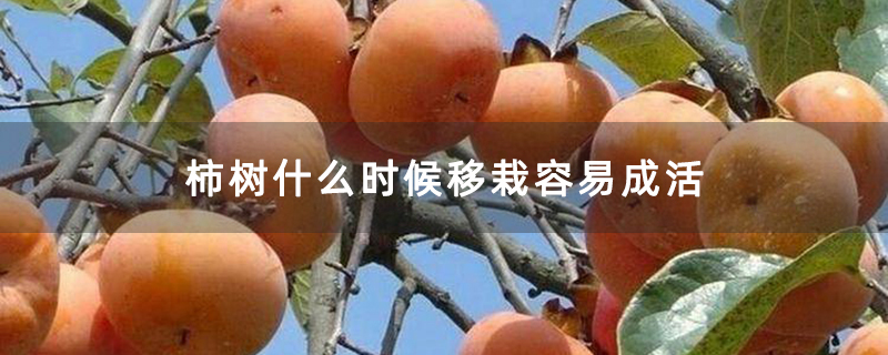 柿树什么时候移栽容易成活