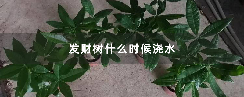 发财树什么时候浇水