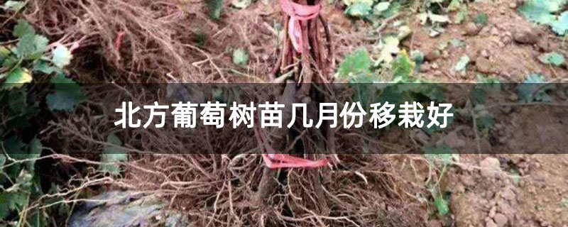 北方葡萄树苗几月份移栽好