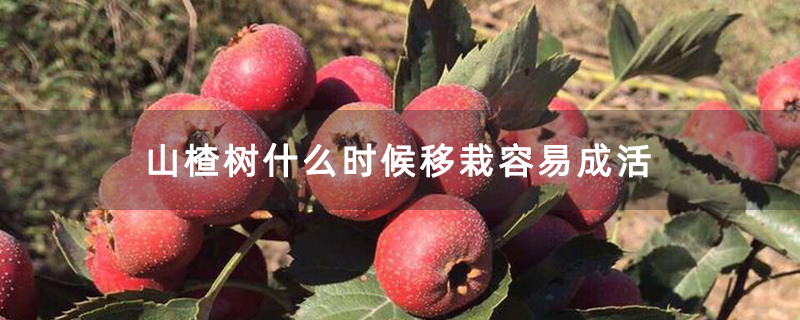 山楂树什么时候移栽容易成活
