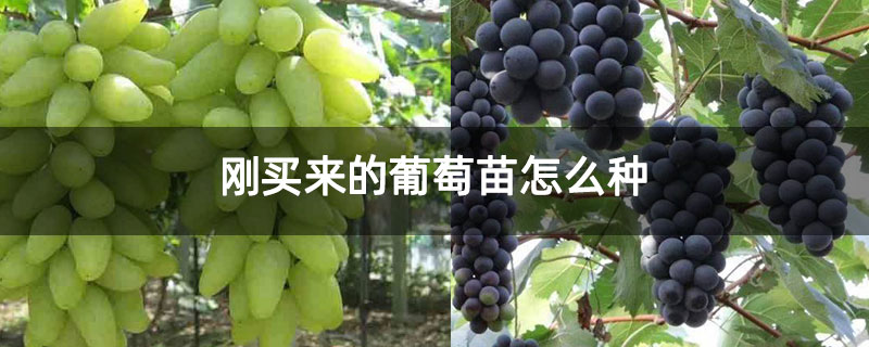 刚买来的葡萄苗怎么种