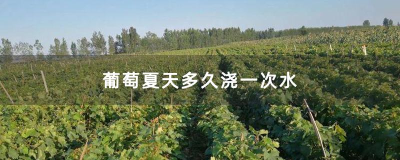 葡萄夏天多久浇一次水