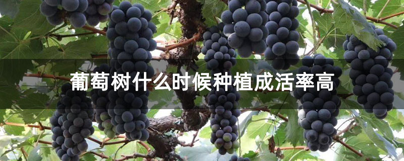 葡萄树什么时候种植成活率高 葡萄树什么时候种植成活率高