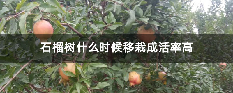 石榴树什么时候移栽成活率高