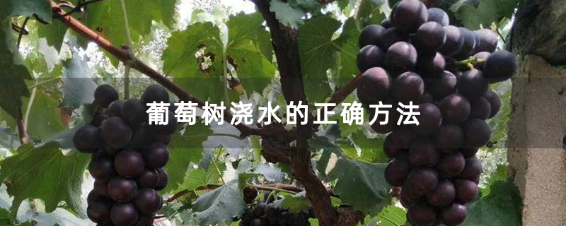 葡萄树浇水的正确方法