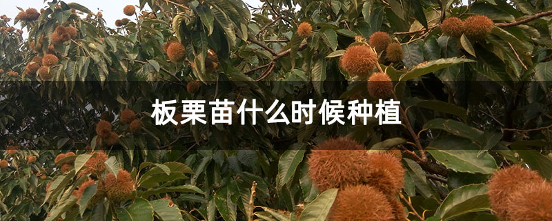 板栗苗什么时候种植