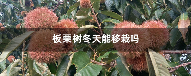 板栗树冬天能移栽吗 板栗树冬天能移栽吗