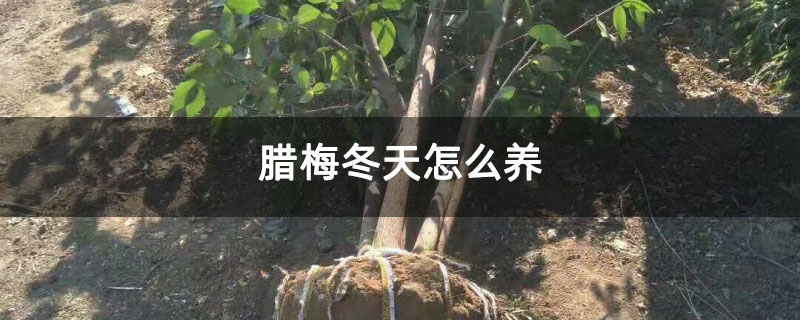 腊梅冬天怎么养 腊梅冬天怎么养