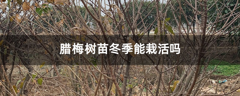 腊梅树苗冬季能栽活吗