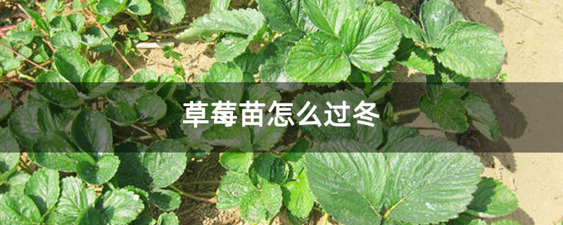 草莓苗怎么过冬