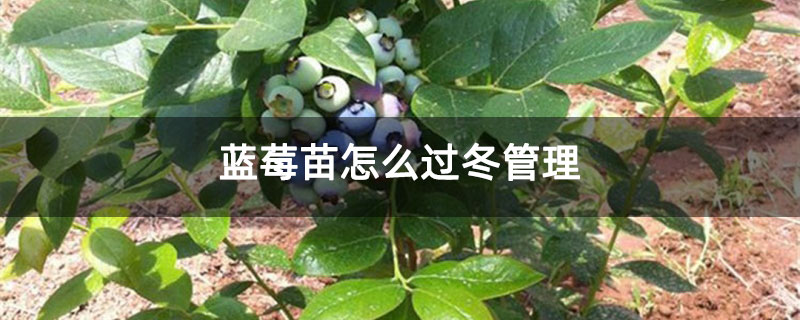 蓝莓苗怎么过冬管理 蓝莓苗怎么过冬管理