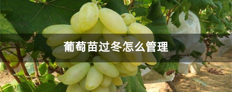 葡萄苗过冬怎么管理