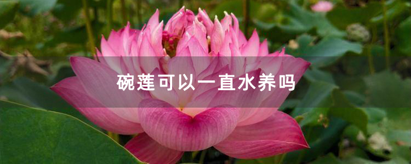 碗莲可以一直水养吗