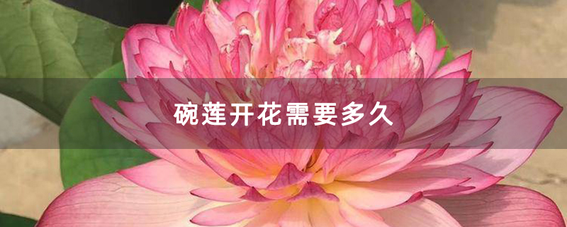 碗莲开花需要多久