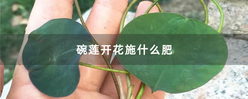 碗莲开花施什么肥