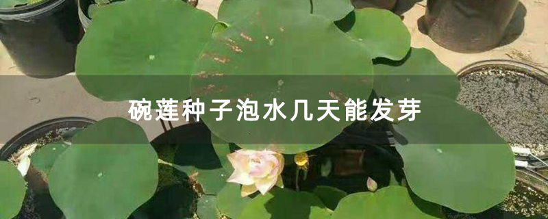 碗莲种子泡水几天能发芽