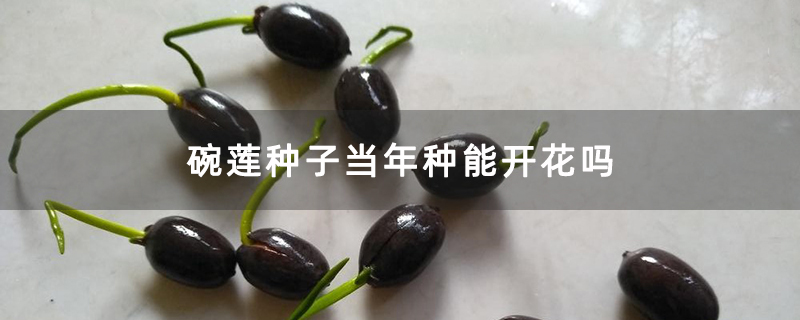 碗莲种子当年种能开花吗