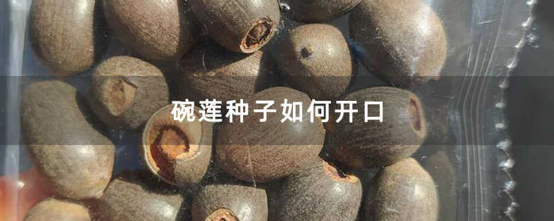 碗莲种子如何开口