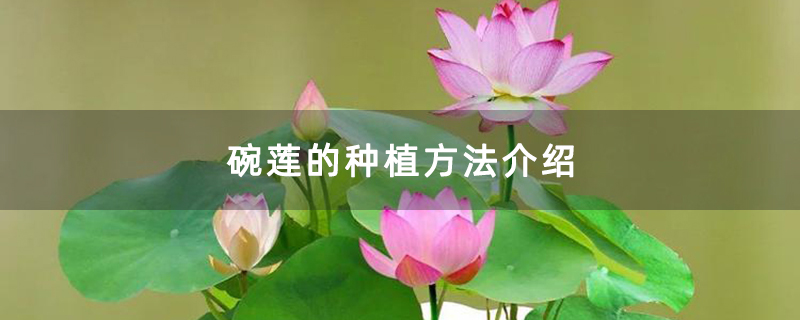 碗莲的种植方法介绍