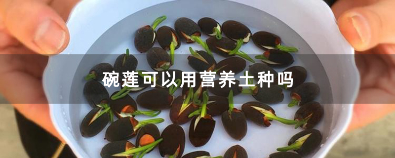 碗莲可以用营养土种吗