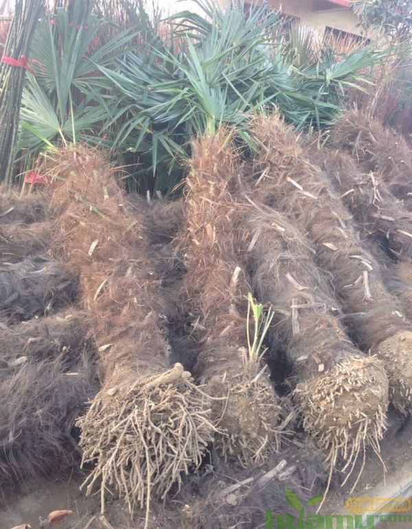棕榈科植物在园林绿化中的应用价值