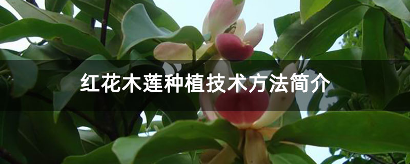 红花木莲种植技术方法简介