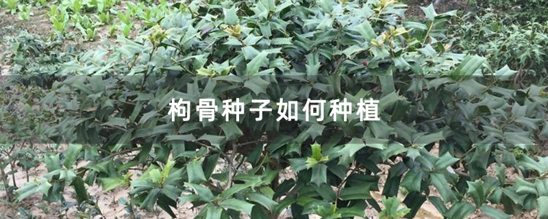 枸骨种子如何种植