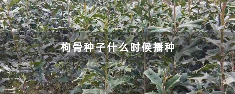 枸骨种子什么时候播种