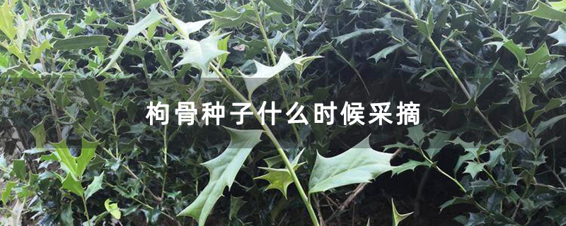 枸骨种子什么时候采摘