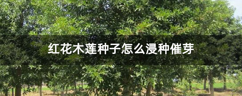 红花木莲种子怎么浸种催芽