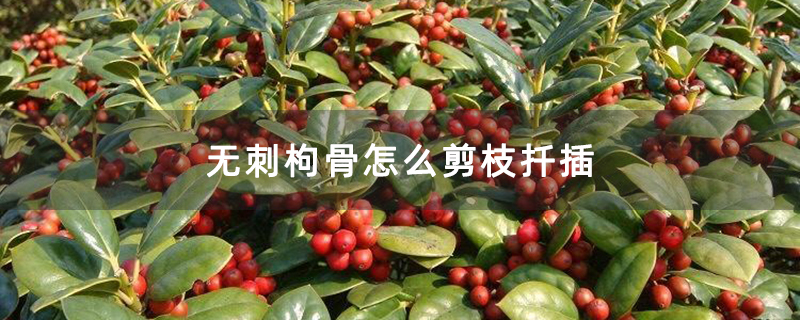 无刺枸骨怎么剪枝扦插
