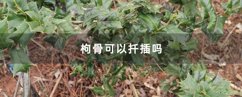 枸骨可以扦插吗