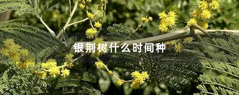 银荆树什么时间种