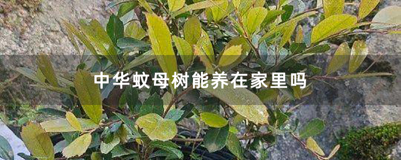 中华蚊母树能养在家里吗