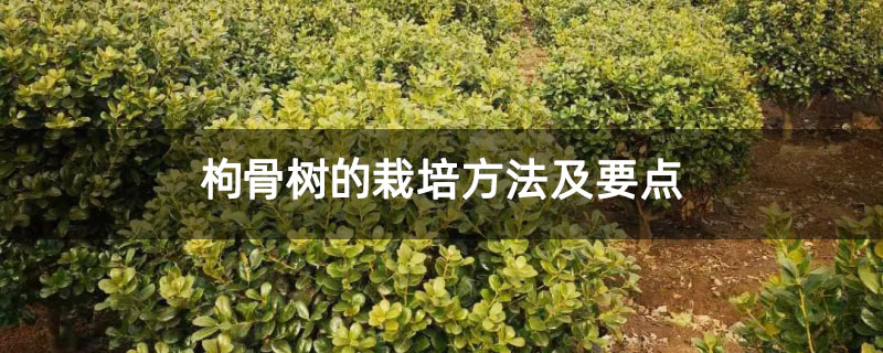 枸骨树的栽培方法及要点 枸骨树的栽培方法及要点