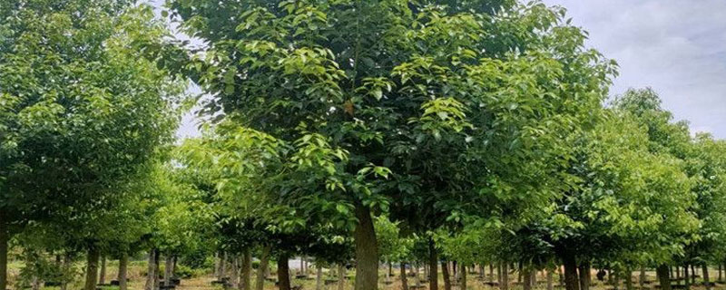 13公分香樟树多少钱一棵