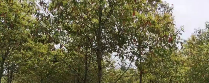 6公分香樟树多少钱一棵 6公分香樟树多少钱一棵