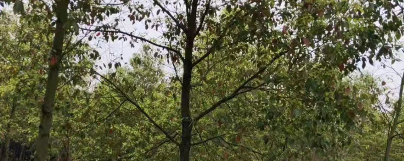 4公分樟树苗价格多少钱一棵