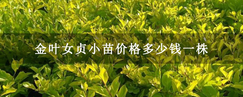 金叶女贞小苗价格多少钱一株