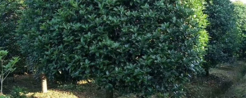 30公分桂花树