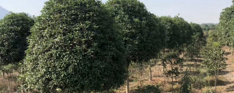 25公分桂花树多少钱一棵