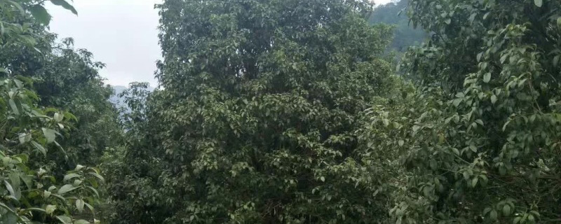 20公分桂花树