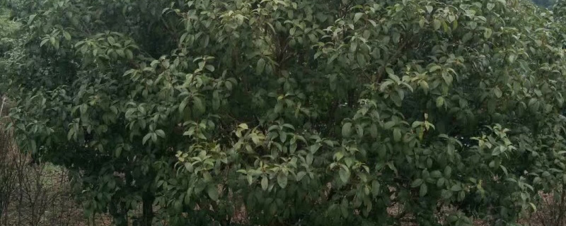 18公分桂花树多少钱一棵