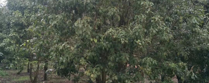 15公分桂花树多少钱一棵
