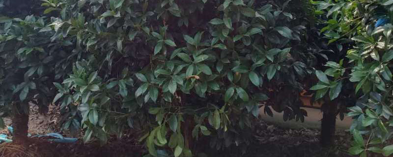 14公分的桂花树