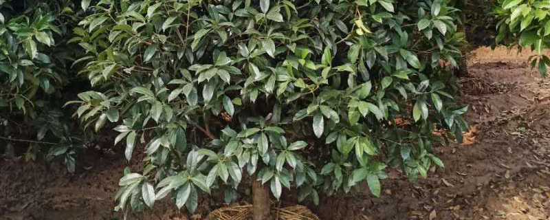 10公分桂花树