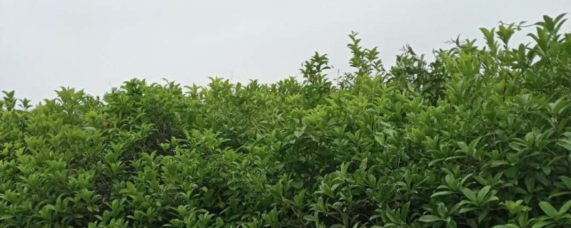 6公分桂花树多少钱一棵
